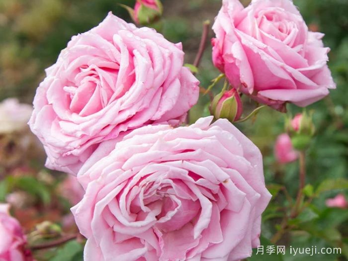 贝琳达之梦月季/贝琳达梦想Belindas Rose(图2)