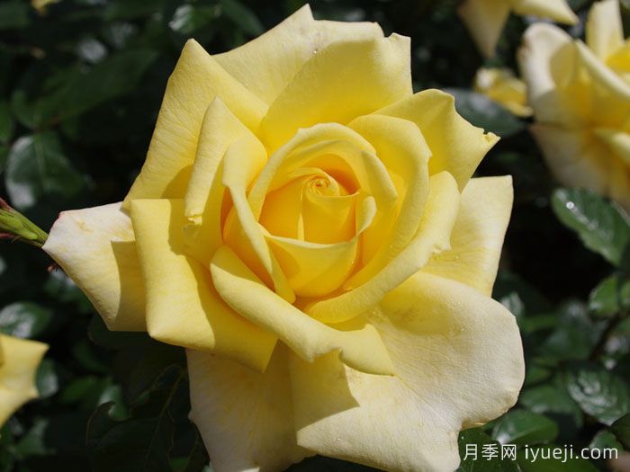 贝罗利娜月季Berolina(图2)