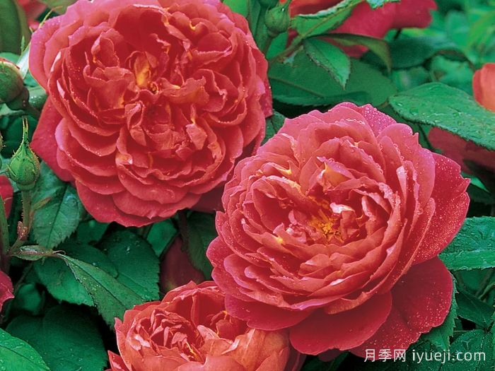 本杰明布里顿月季Benjamin Britten(图2)