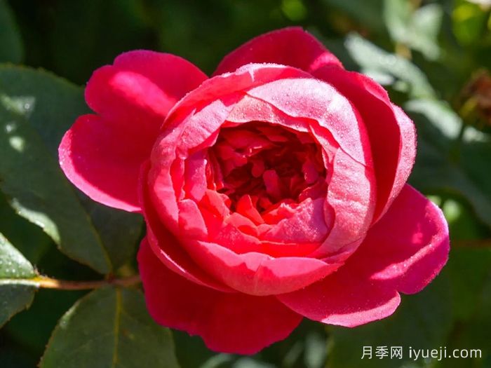 本杰明布里顿月季Benjamin Britten(图3)