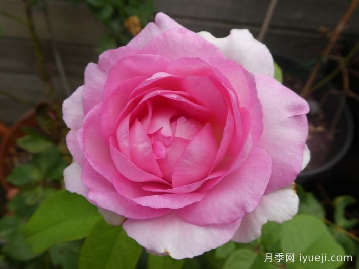 比弗利月季/激情香水/粉红完美/索菲达旺Beverly(图3)