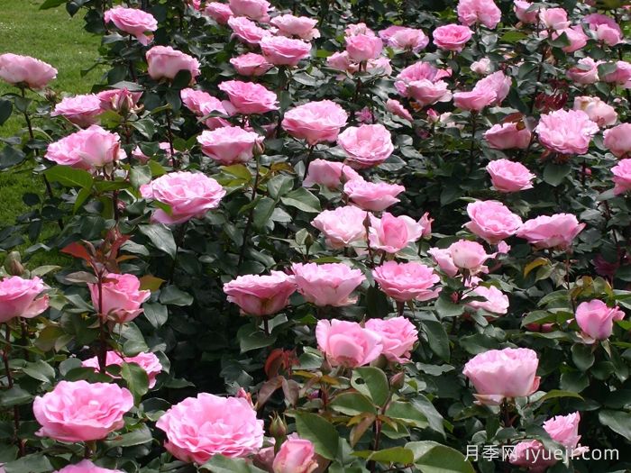 比弗利月季/激情香水/粉红完美/索菲达旺Beverly(图5)