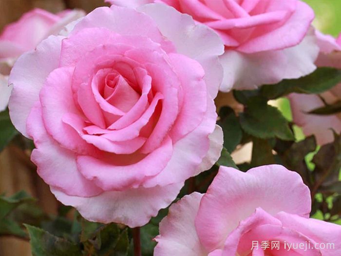 比弗利月季/激情香水/粉红完美/索菲达旺Beverly(图4)