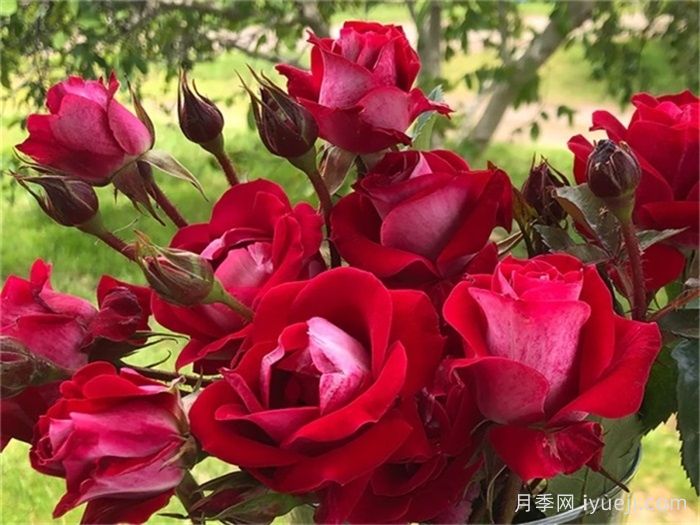 轻松月季/别紧张月季Take It Easy(图2)