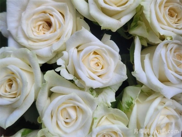 冰心月季/朱维纳Juwena(图2)