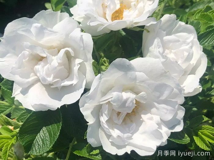 冰雪奇缘月季/冰雪跑者Frozen Roadrunner(图2)