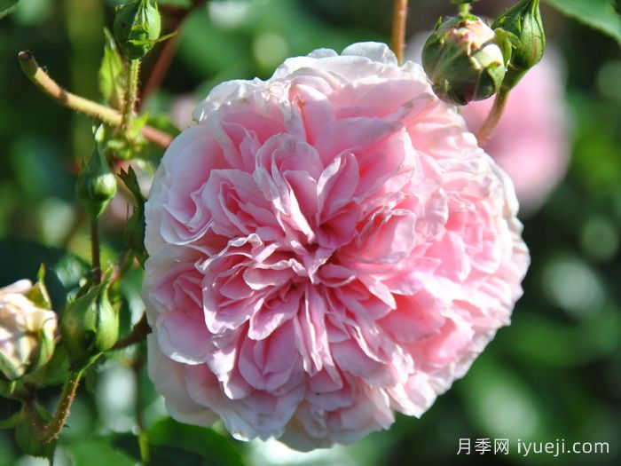 波萨诺瓦月季/农神/巴萨诺瓦Bossa Nova(图2)