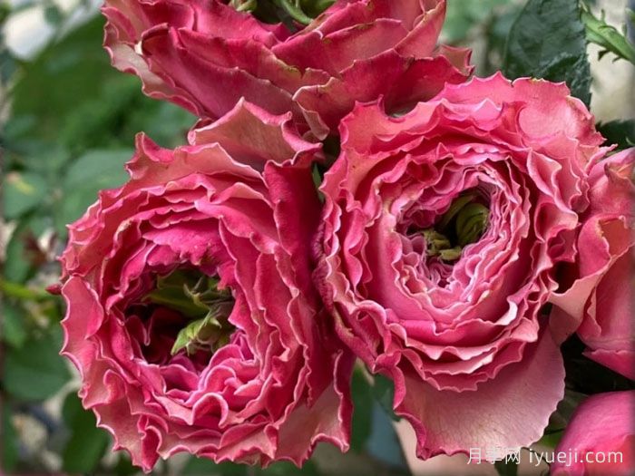 伯利兹月季Belize(图1)