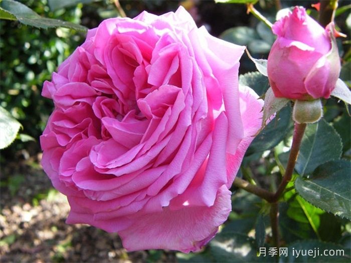 伯纳黛特拉芳特月季/伯纳黛特拉封/伯纳蒂特拉方特Bernadette Lafont(图2)