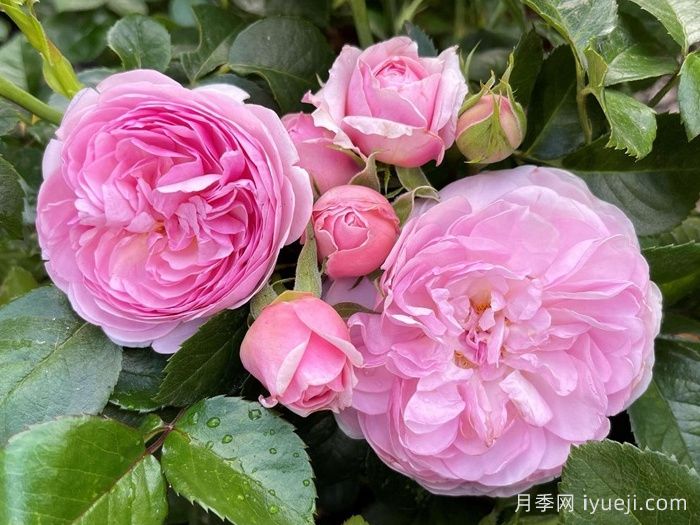 女王伊丽莎白二世月季/铂金庆典月季Queen Elizabeth II(图2)