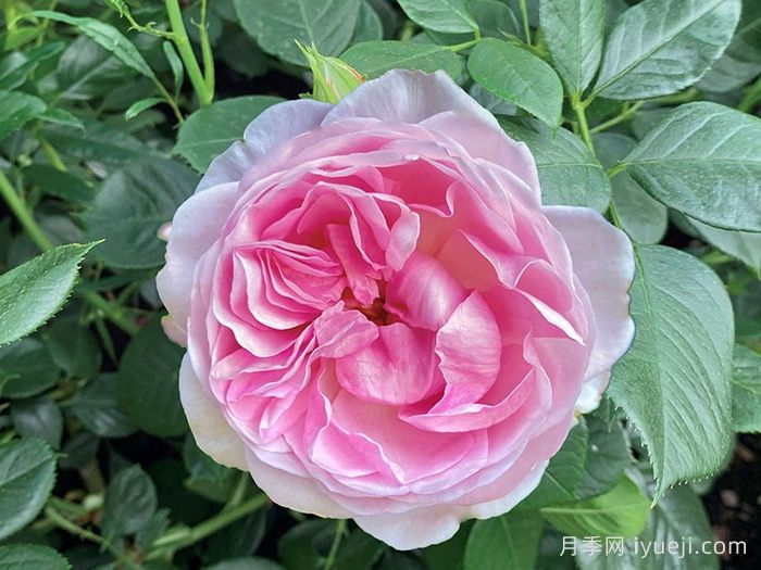 女王伊丽莎白二世月季/铂金庆典月季Queen Elizabeth II(图1)