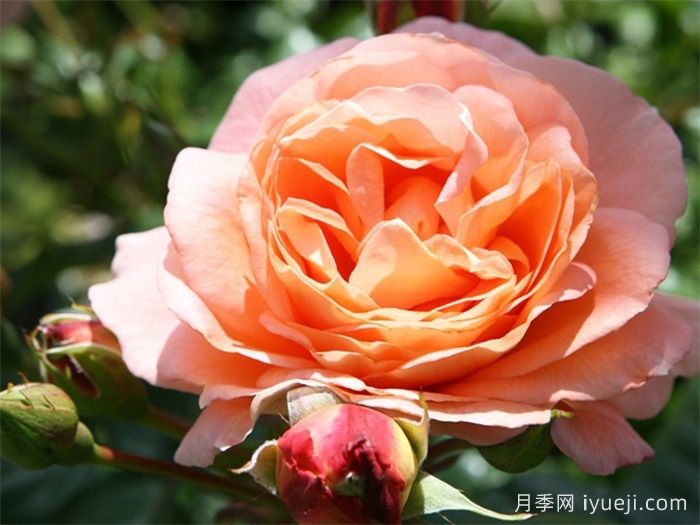 博尼塔文艺复兴月季/伯尼塔月季Bonita Renaissance(图1)