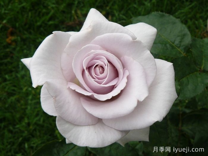 不锈钢月季StaInless Steel(图1)