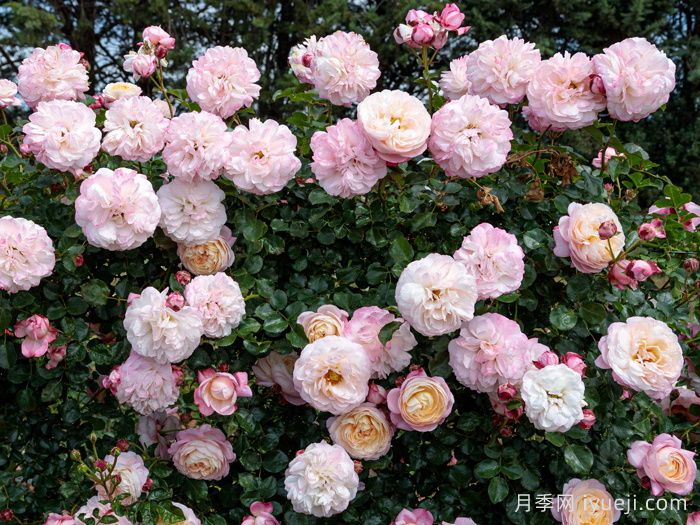 彩笔浪漫月季/大卫霍克尼月季David Hockney(图3)