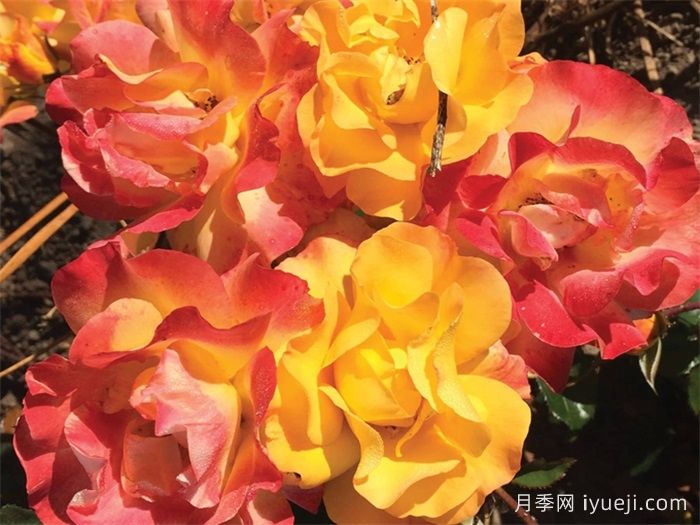 灿烂的微笑月季/灿烂的笑容Bright Smiles(图2)