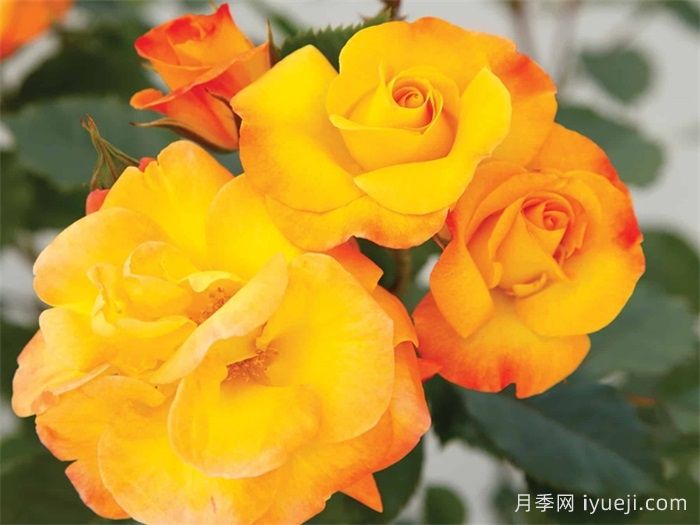 灿烂的微笑月季/灿烂的笑容Bright Smiles(图1)