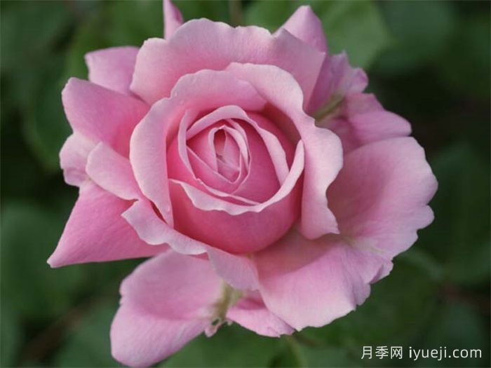 草莓秋千月季Strawberry Swing(图1)