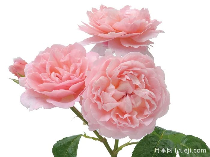 草莓山月季Strawberry Hill(图5)