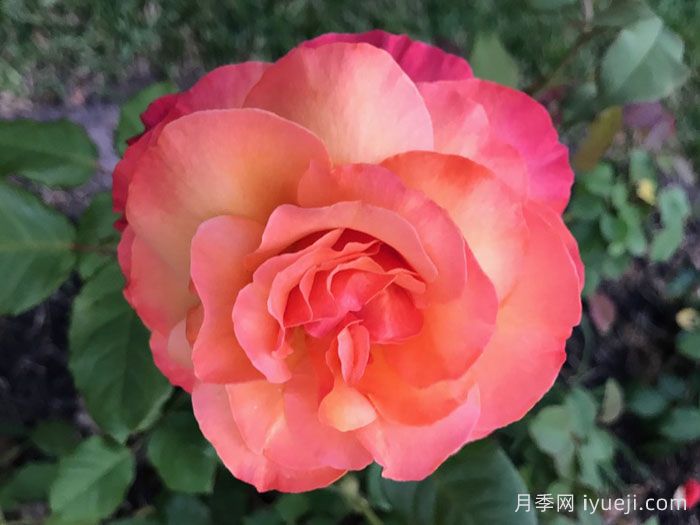 超现实月季Surreal(图2)