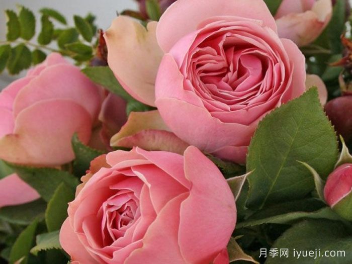 衬裙神行者月季Petticoat Freelander(图1)