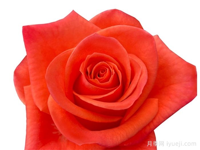 橙色派对月季/金色交响曲Orange Party(图1)