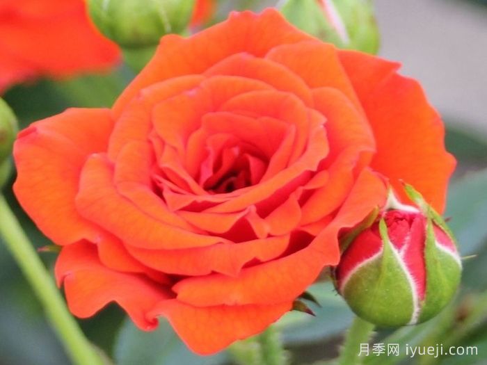 橙色宝贝月季/橙色樱儿Orange Babyflor(图1)