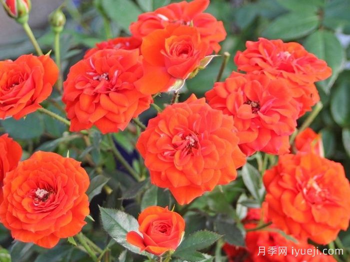 橙色宝贝月季/橙色樱儿Orange Babyflor(图2)