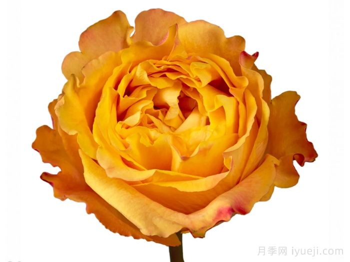 橙色风暴月季/橙色伊娃Orange Reeva(图1)