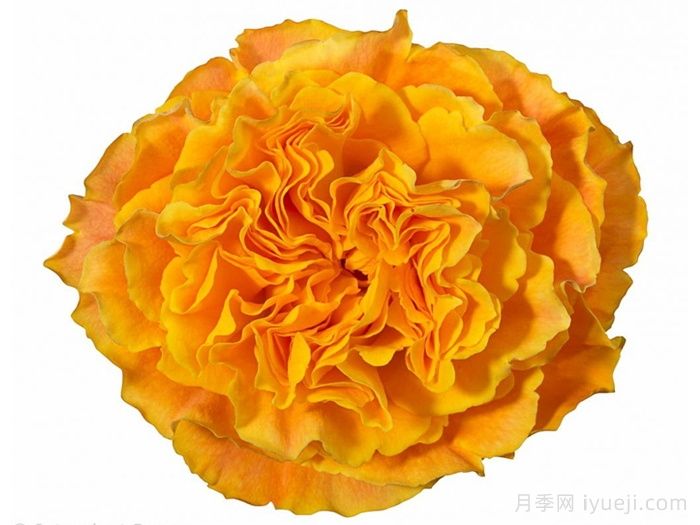 橙色风暴月季/橙色伊娃Orange Reeva(图2)