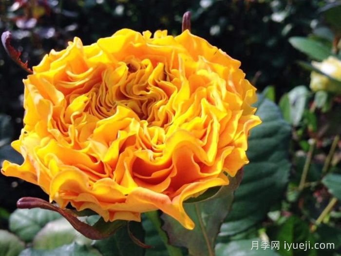 橙色风暴月季/橙色伊娃Orange Reeva(图3)