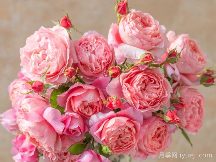 春山曲月季(图4)