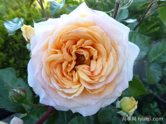 大公夫人路易斯月季/辛辣香水Grossherzogin Luise(图3)