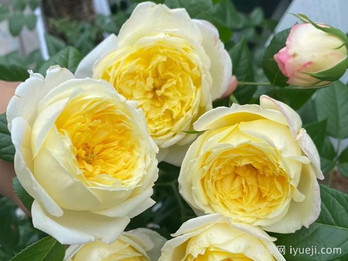 大赦国际月季/柠檬雪酪月季Amnesty International(图2)