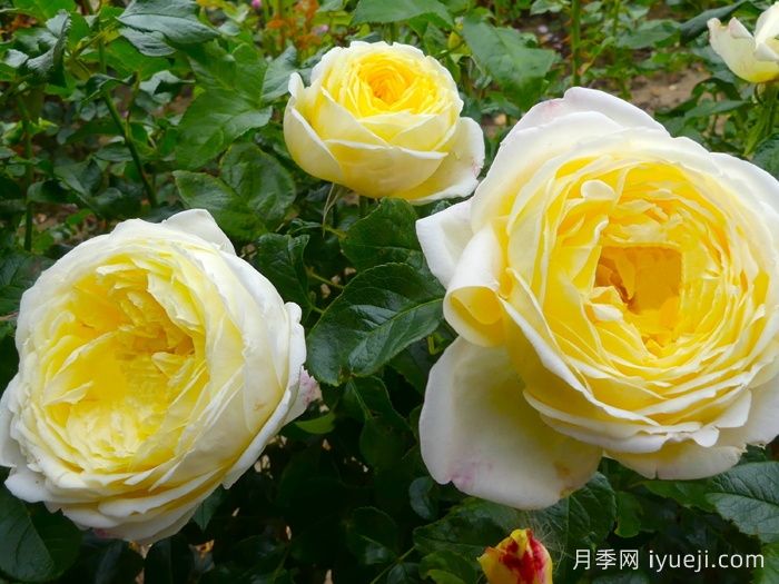 大赦国际月季/柠檬雪酪月季Amnesty International(图3)