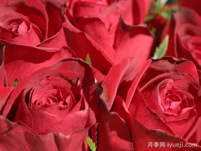 戴尔巴德夫人月季Madame Delbard(图2)