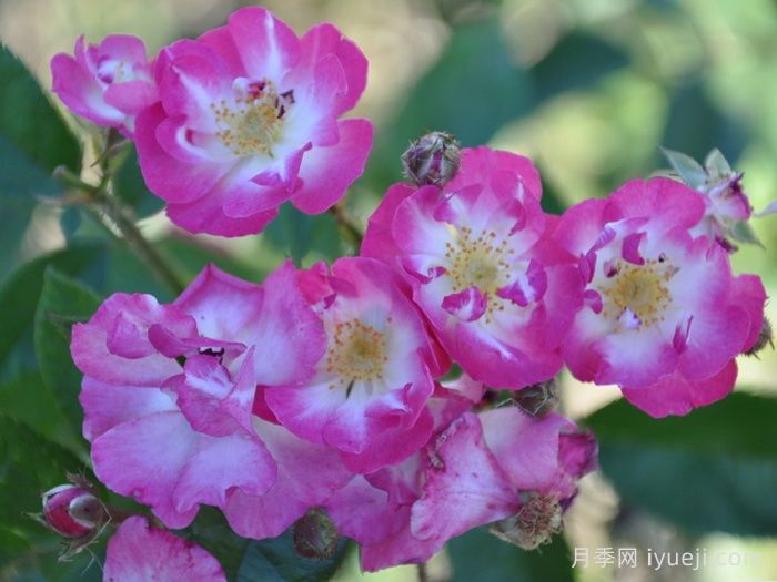 德特曼多花月季Dettmans Polyantha(图1)