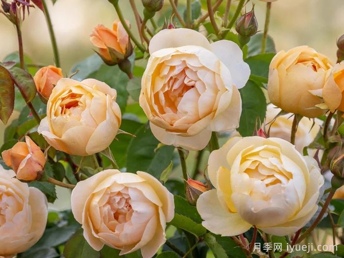 丹尼理念月季Dannahue(图2)