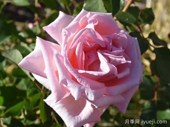 迪诺月季Deano(图1)