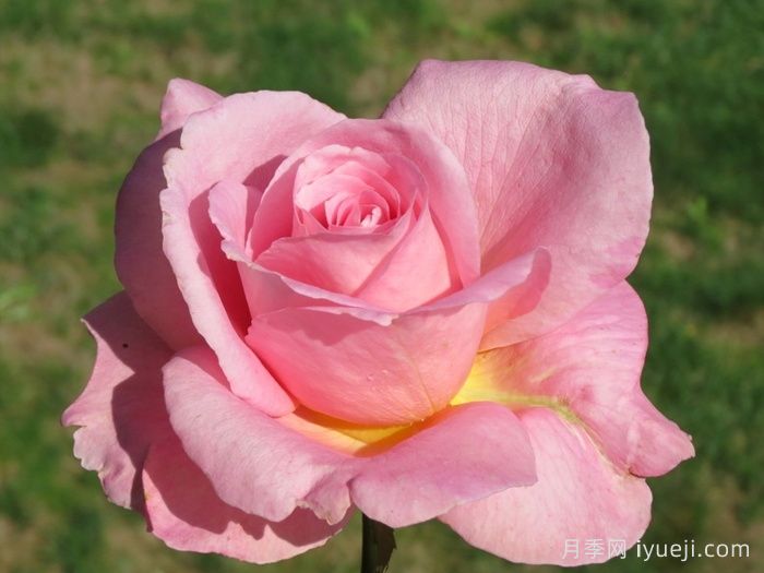 蒂芙尼月季/蒂凡尼Tiffany(图1)