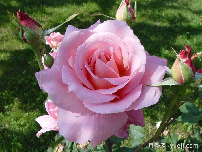 蒂芙尼月季/蒂凡尼Tiffany(图2)