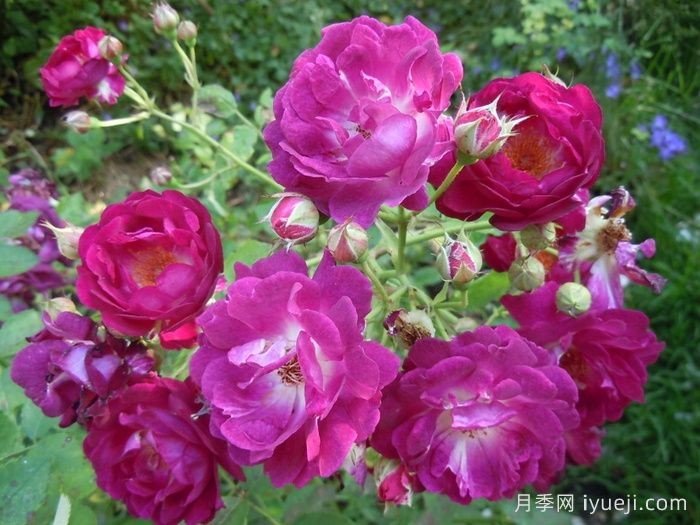 靛蓝骑士月季Indigo Knight(图2)