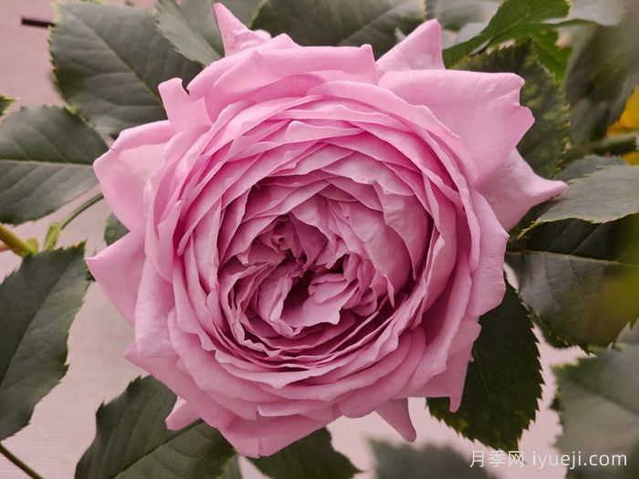 靛月月季(图1)