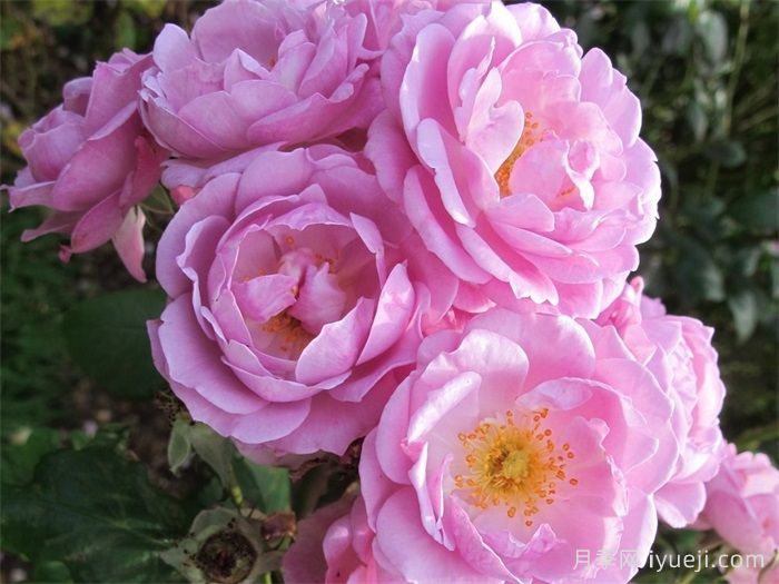 丁香花束月季/丁香日/丁香崛起Lilac Bouquet(图2)