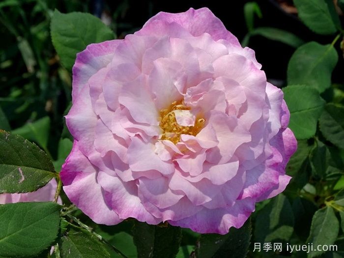 丁香美人月季/丁香佳人Lilac Beauty(图1)