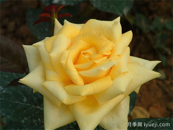 俄州黄金月季/黄金旷月季Oregold(图2)