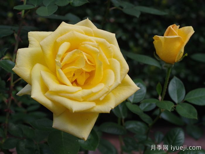 俄州黄金月季/黄金旷月季Oregold(图3)