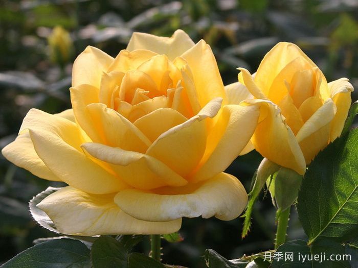 俄州黄金月季/黄金旷月季Oregold(图1)