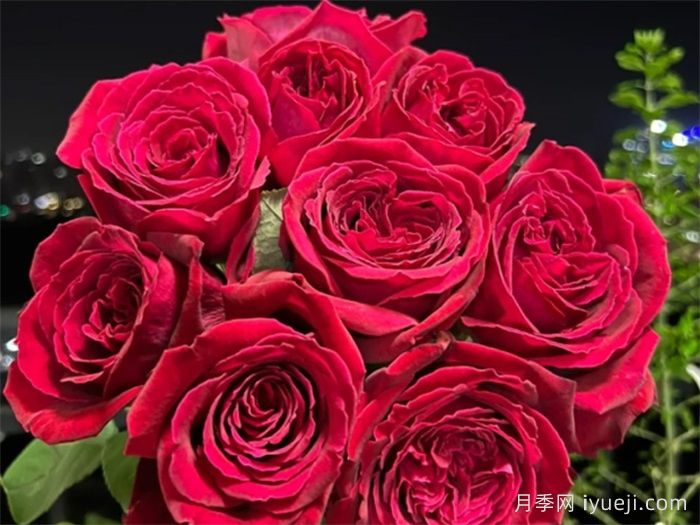 恩钿女士月季/波特罗月季Mme.Endian(图2)