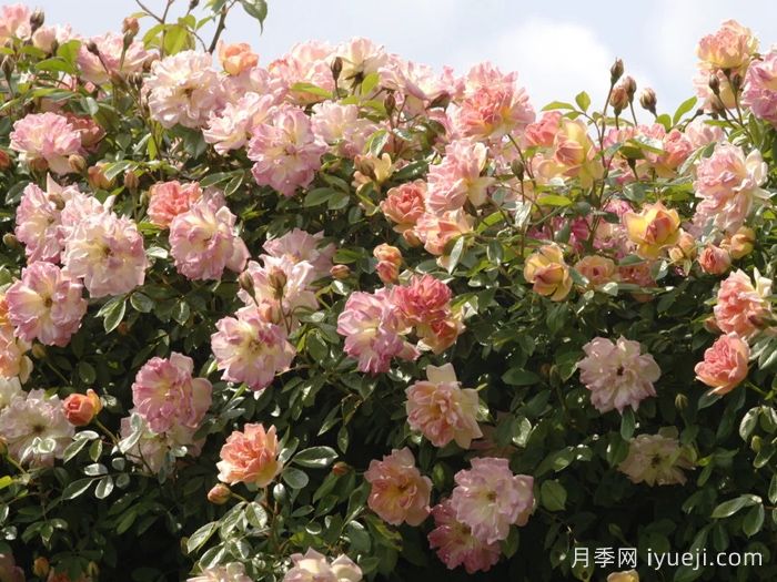 菲利斯彼得月季Phyllis Bide(图2)