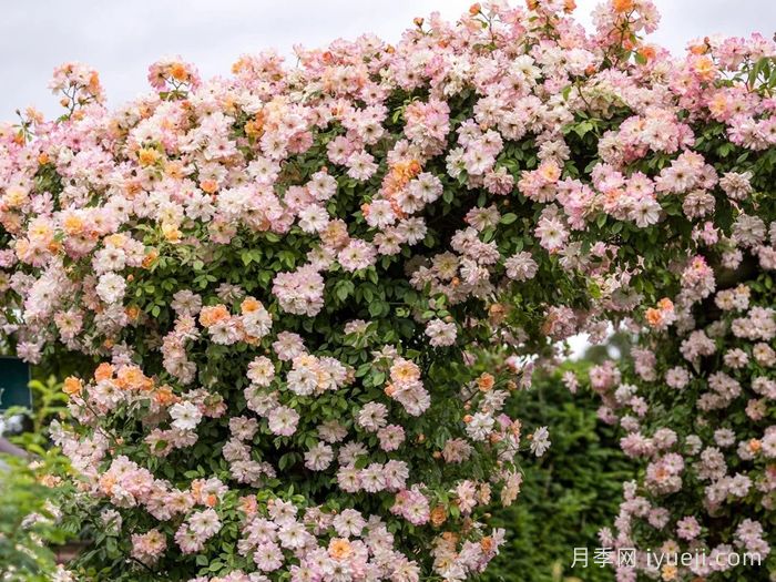 菲利斯彼得月季Phyllis Bide(图3)